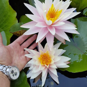 Nymphaea 'Shelly Pink' (Florian Henaux)