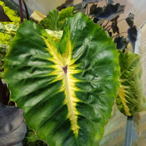 Colocasia esculenta ‘White Lava’ (livraison à partir de mai)
