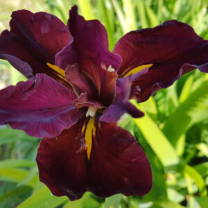 Iris X Louisiana ‘Ann Chowning’