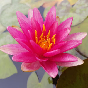 Nymphaea 'Gypsy'