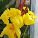 Canna 'Striped Beauty'