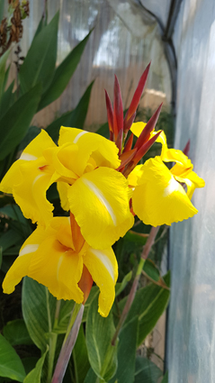 Canna 'Striped Beauty'