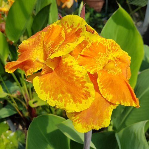 Canna 'King Humbert' (canna d'eau livraison à partir de mai)