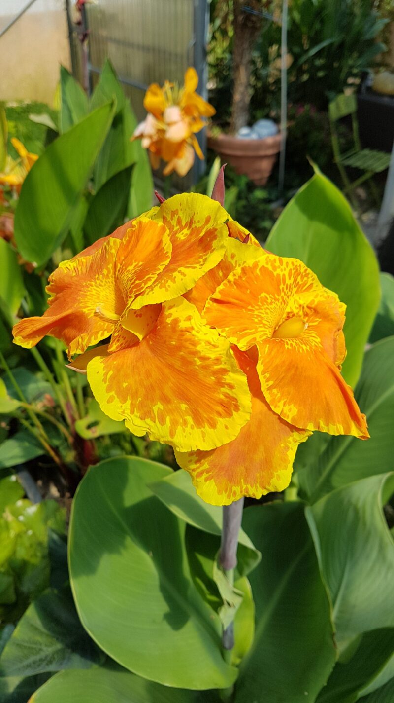 Canna 'King Humbert' (canna d'eau livraison à partir de mai)
