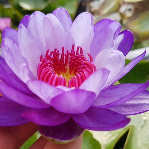 Nymphaea 'Betty Lou' de Rich Sacher (Vente sous forme de bulbe uniquement)