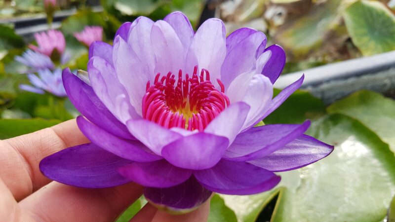 Nymphaea 'Betty Lou' de Rich Sacher (Vente sous forme de bulbe uniquement)
