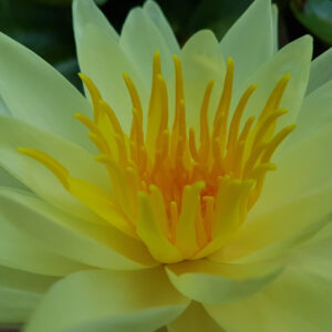 Nymphaea 'Charlene Strawn'