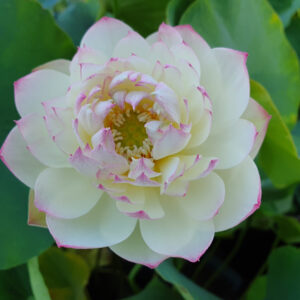 Nelumbo 'Olympic Lotus' (syn 'Aoyun Lian')