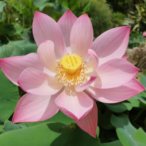 Nelumbo ‘Goddess of Luo River’ (Syn ‘Luoshan 13’)