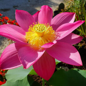 Nelumbo ‘Osiris’