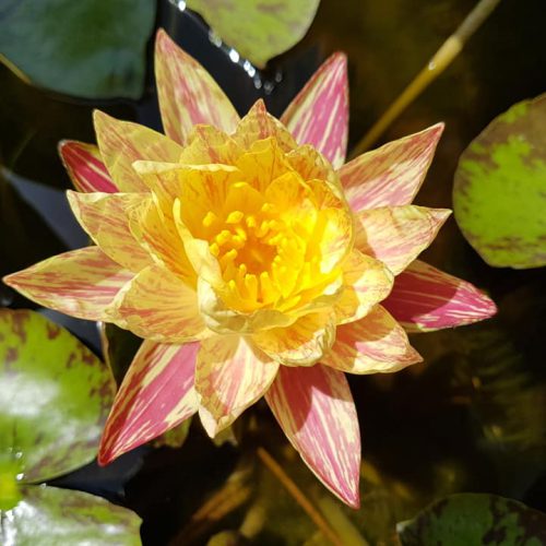 Nymphaea 'Paranee' de Paranee Ampornsiri