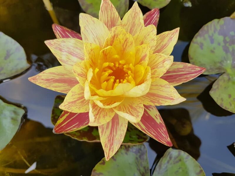 Nymphaea 'Paranee' de Paranee Ampornsiri – Image 2