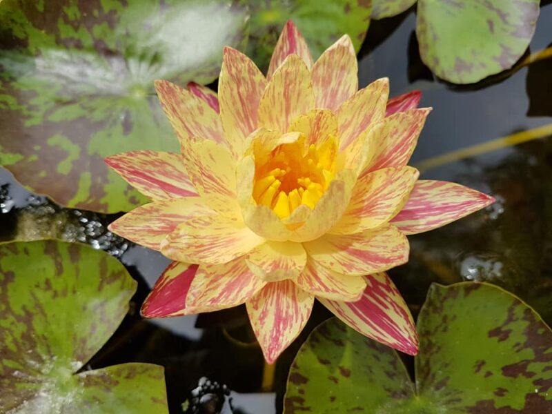 Nymphaea 'Paranee' de Paranee Ampornsiri – Image 3