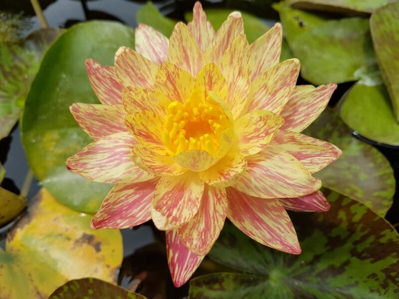 Nymphaea 'Paranee' de Paranee Ampornsiri – Image 4