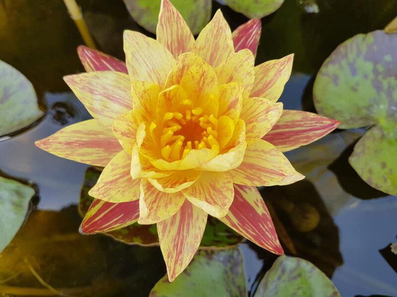 Nymphaea 'Paranee' de Paranee Ampornsiri – Image 5