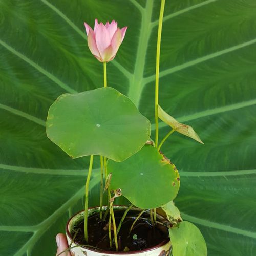 Nelumbo ‘Pee Bee Pink’ de Paula Biles