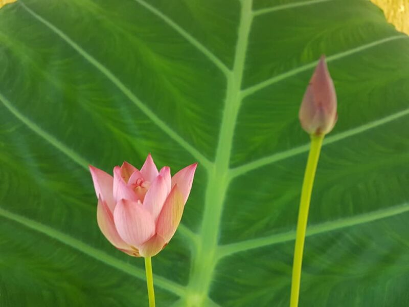 Nelumbo ‘Pee Bee Pink’ de Paula Biles – Image 9