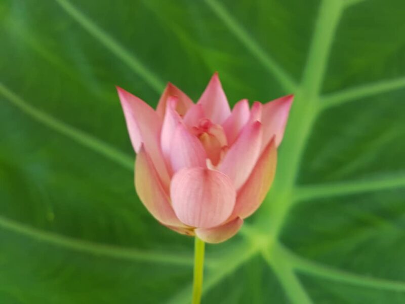 Nelumbo ‘Pee Bee Pink’ de Paula Biles – Image 10