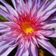 'Foxfire'