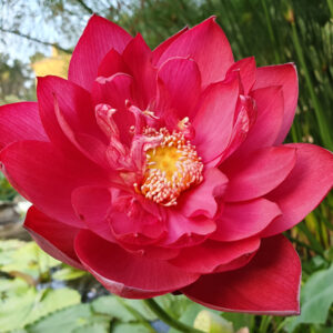 Chinese Red Jianxing