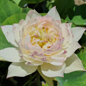 Nelumbo ‘Daydreaming in Jinling’  (Syn ‘Jinling changxiang’)