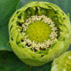 Gold and Jade Peony