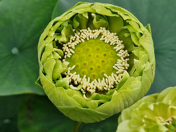 Gold and Jade Peony