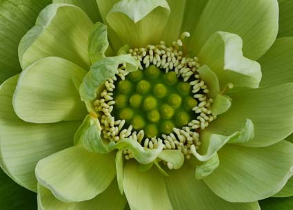 Nelumbo ‘Jade in Jinling’ – Image 29