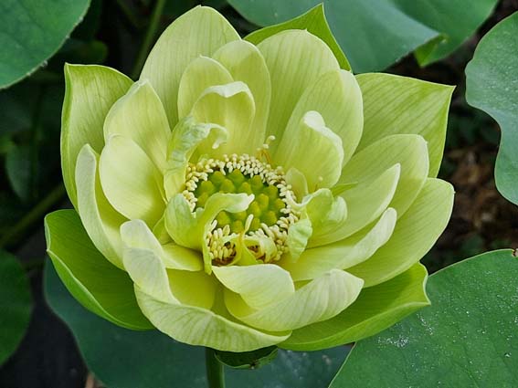 Nelumbo ‘Jade in Jinling’ – Image 30