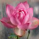 Little Pink Beauty