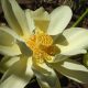 Nelumbo lutea (Photo Kelly Billing)