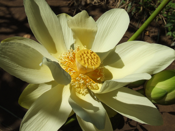 Nelumbo lutea (Photo Kelly Billing)