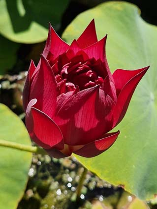 Nelumbo ‘Red Pegasus’ – Image 2