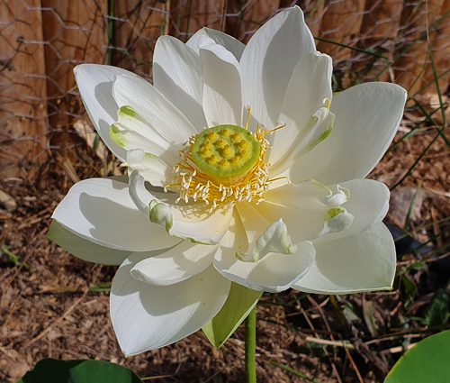 alba grandiflora