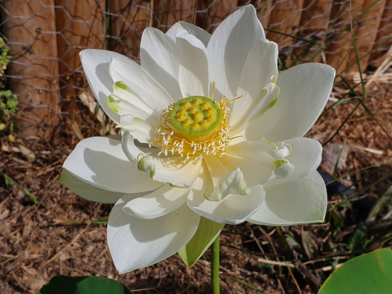 alba grandiflora