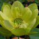 jade in jiling
