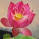 little beauty in nanyue
