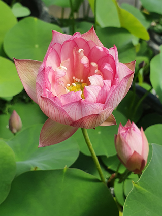 Plante d'aquarium - Lotus - Nelumbo Nucifera - Petits Compagnons