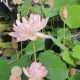 little lotus