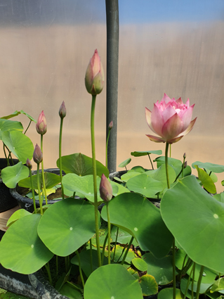 Plante d'aquarium - Lotus - Nelumbo Nucifera - Petits Compagnons