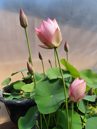 Plante d'aquarium - Lotus - Nelumbo Nucifera - Petits Compagnons