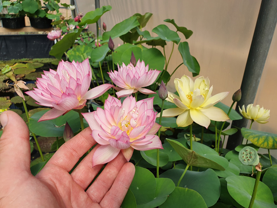Plante d'aquarium - Lotus - Nelumbo Nucifera - Petits Compagnons