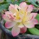 little pink in nanyue