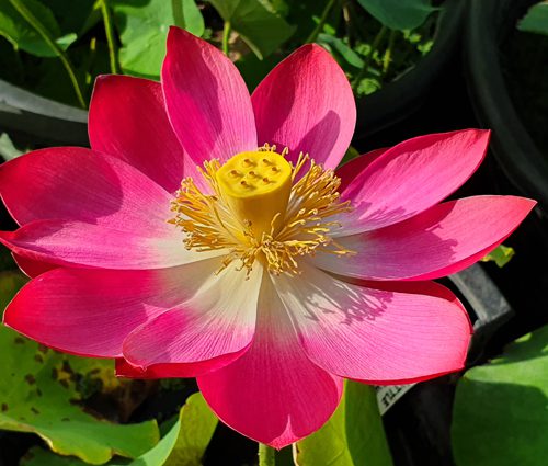 little red chrysanthemum