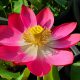 little red chrysanthemum