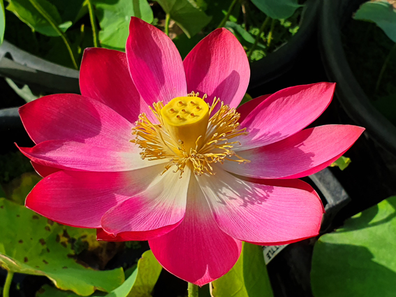 little red chrysanthemum