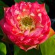 pink symphony