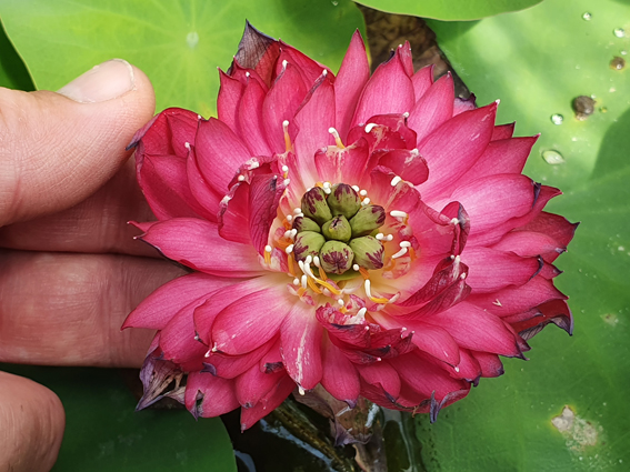 Nelumbo ‘Red Pegasus’ – Image 4