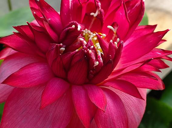 Nelumbo ‘Red Pegasus’ – Image 8