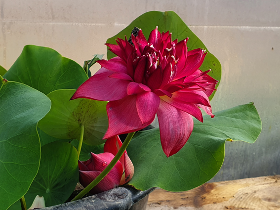 Nelumbo ‘Red Pegasus’ – Image 9